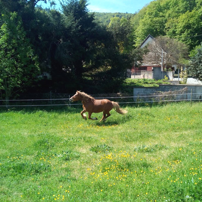 Paddock de défoulement